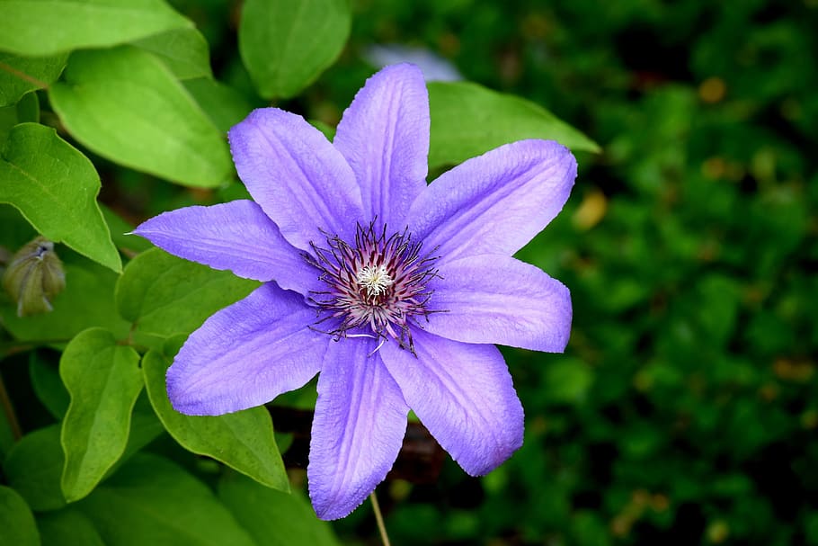 clematis, flower, blue flower, garden, vine, flowering plant, plant, freshness, beauty in nature, fragility