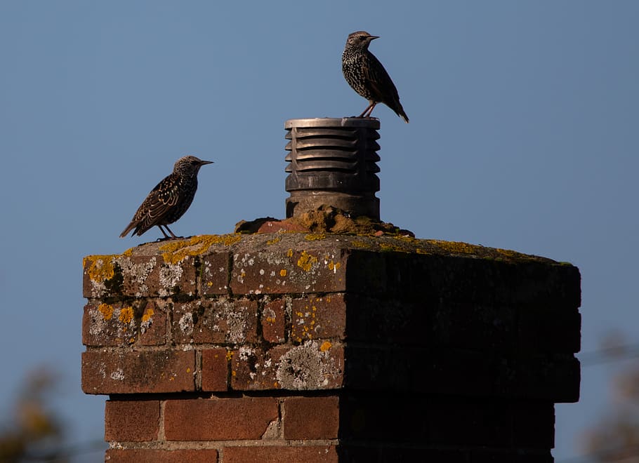 starlings, starlings on a brick chimney, brick, chimney, birds on roof, house, birds perching, sunny, animal themes, bird