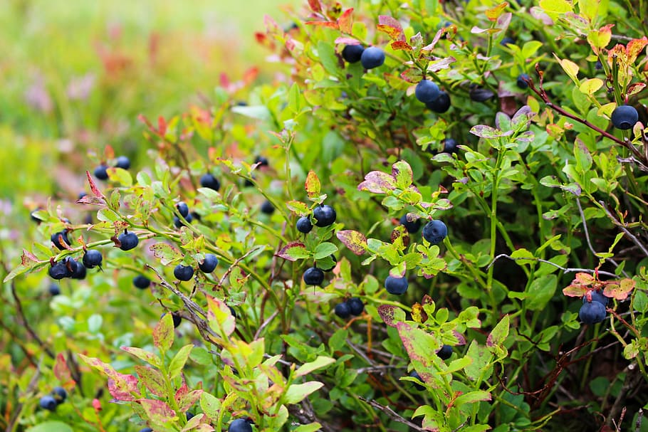 hitam, berry, selektif, fotografi fokus, blueberry, heather, tanaman, biru, makanan, memetik