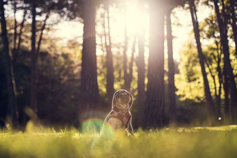 pug, dog, animals, hoodie, sweater, clothes, forest, woods, trees, nature