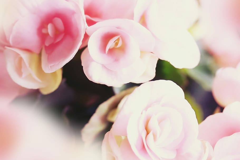 Розовый белый видео. Бело розовые цветы. Бело розовые цветы снизу. Розовые розы фон. Бело-розовые цветы кант.