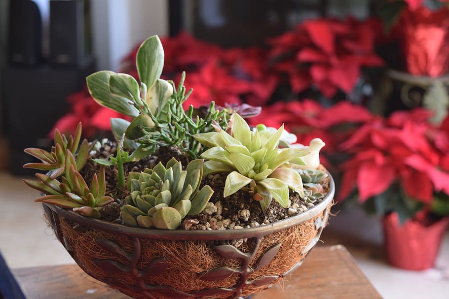 succulent, arrangement, bowl, husk, basket, garden, indoor, cactus, green, plant