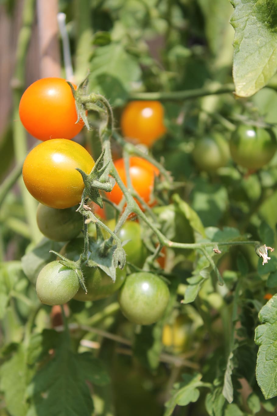 tomatoes, plant, tomato plant, bush, red, green, orange, food and drink, fruit, healthy eating