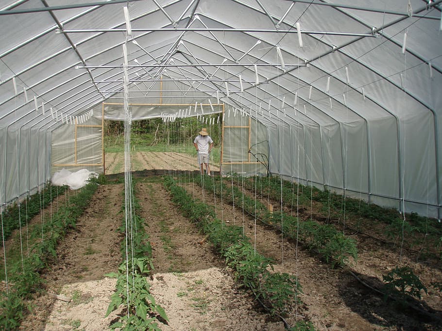 Greenhouse, Hoop House, Trellis, tomatoes, hothouse, conservatory, green house, agriculture, plant nursery, adults only