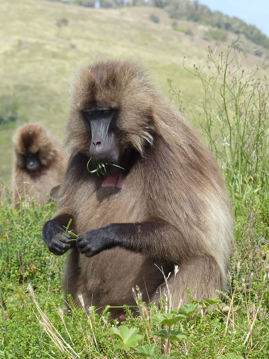 ethiopia, africa, national park, monkey gelada, simian, primate, eater, grass, animal themes, animal