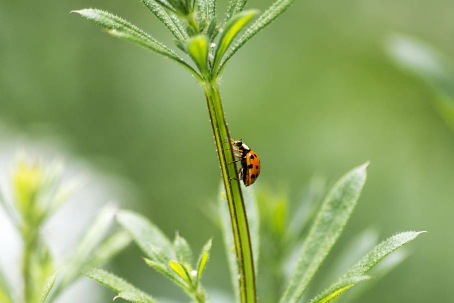 ladybird, ladybug, beetle, nature, insect, garden, red, macro, plant, summer