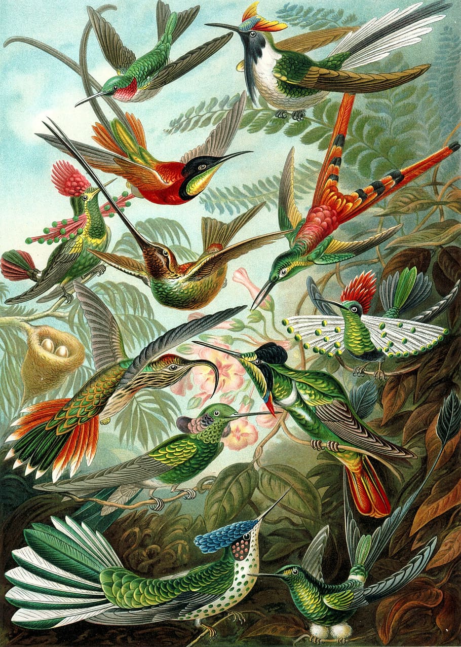 pintura de aves de colores variados, colibríes, pájaros, trochilidae, haeckel, swifts, apodiformes, naturaleza, pájaro, animal