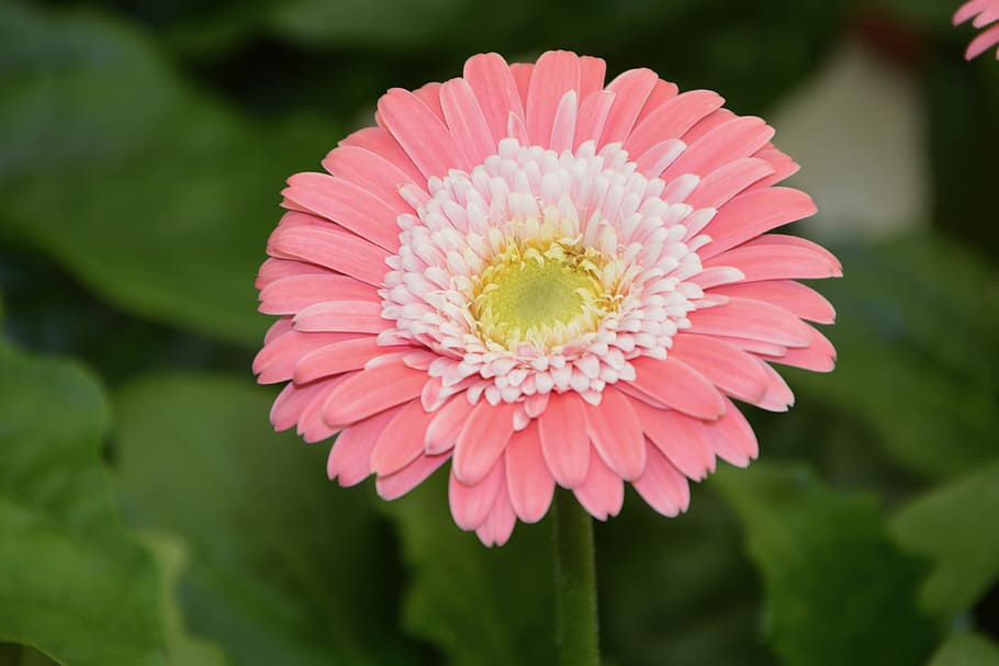 bunga, putih pink pucat, kelopak, taman, tanaman berbunga, tanaman, kepala bunga, perbungaan, kesegaran, warna merah muda