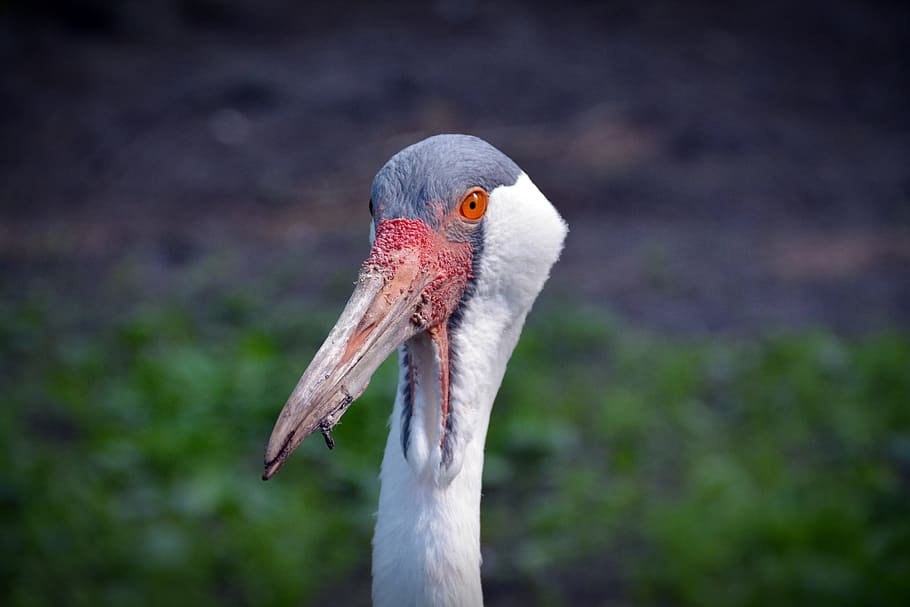 Wattled Crane, Bird, Portrait, crane, nature, animal, animal world, crane bird, wildlife, beak