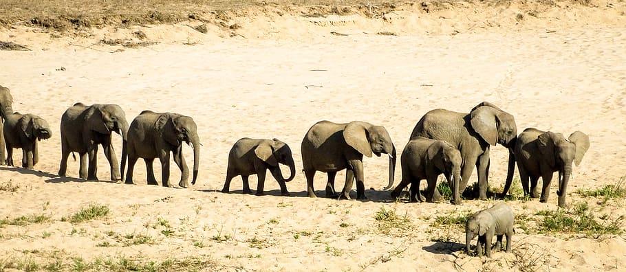 elephant, wildlife, safari, mammal, herd, travel, bush, africa, animal themes, animal