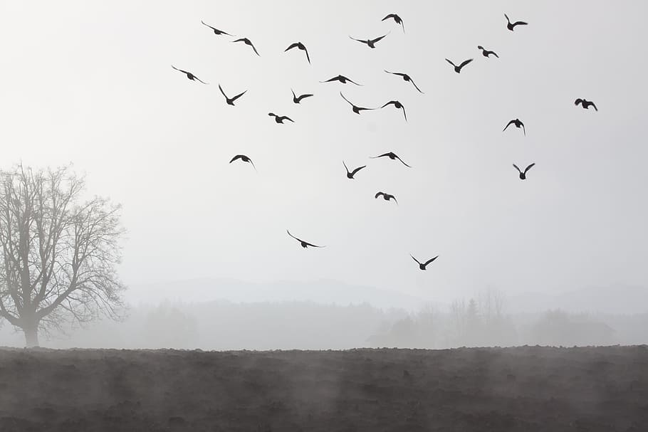 silhouette, birds, flying, sky, fog, mood, landscape, fog bank, fog day, november