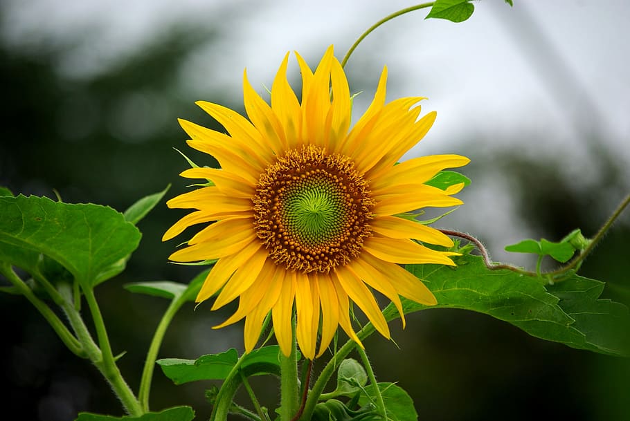selective, focus photo, yellow, sunflower, flowers, nature, plants, summer, rural, flower