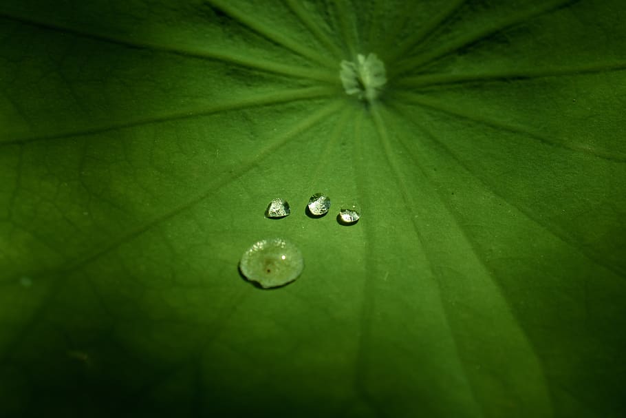 lotus leaf, water droplets, lotus, aquatic, water, leaf, droplet, green, garden, drop