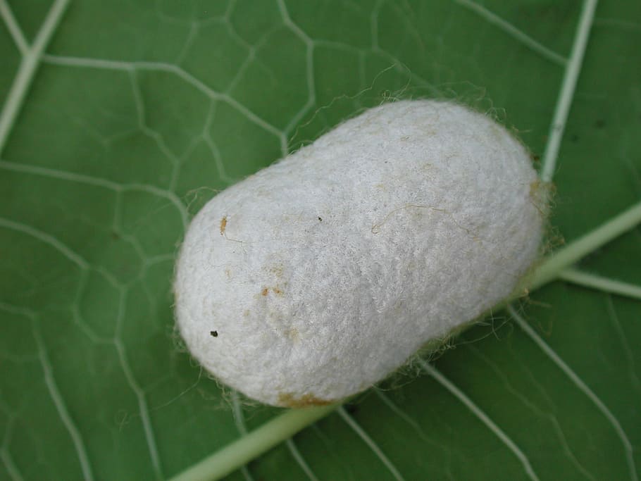 silkworm, cocoon, insect, silk, nature, texture, raw, moth, close-up, leaf