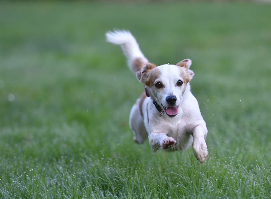 white, tan, jack, russell terrier puppy, runs, grass field, day, dog, meadow, dog on meadow