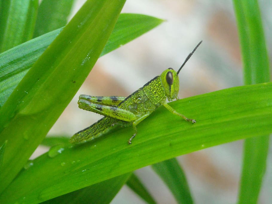 grasshopper, leaf, pandan, green, animal themes, green color, animal, one animal, animal wildlife, plant part
