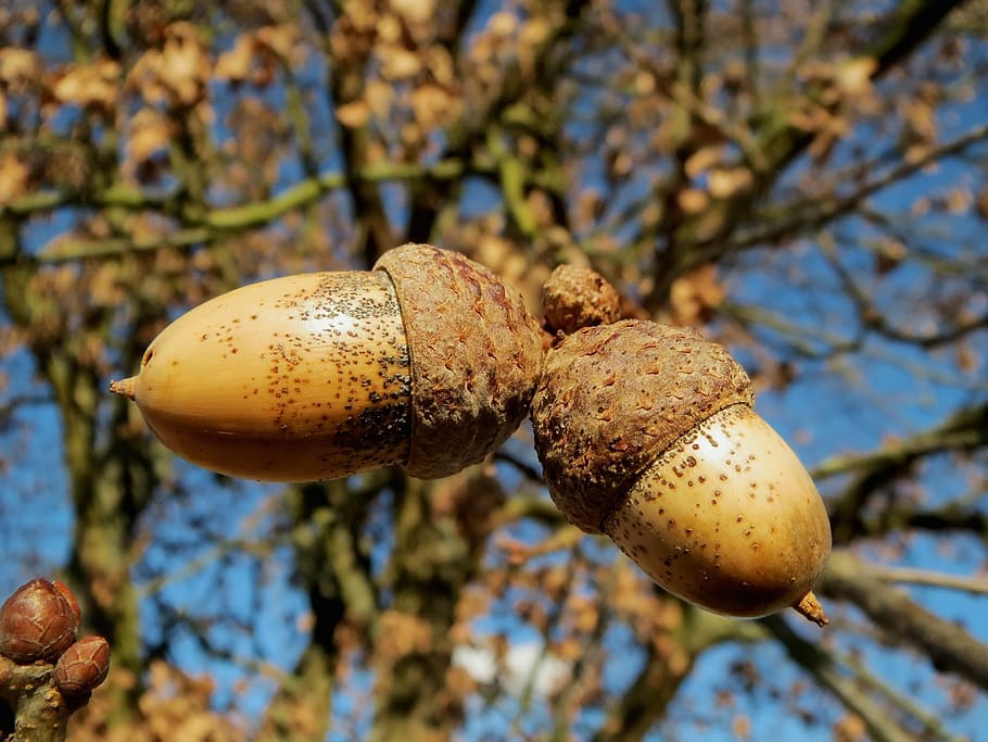close-up photo, brown, acorn, oak, quercus robur, english oak tree, nuts, macro, close-up, nature
