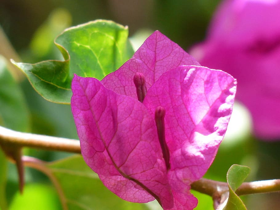 Bougainvillea, Colorful, Flowers, Pink, violet, purple, intensive, color, bright, bush