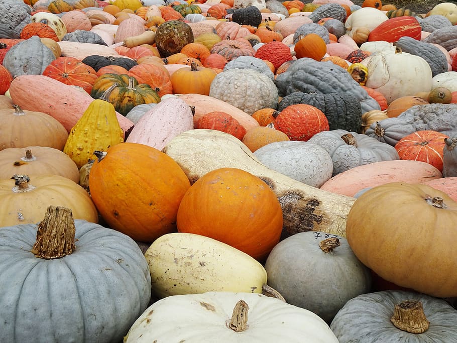 pumpkins, hidden object, diversity, mass, quantitative, different, autumn, autumn decoration, sale, storage