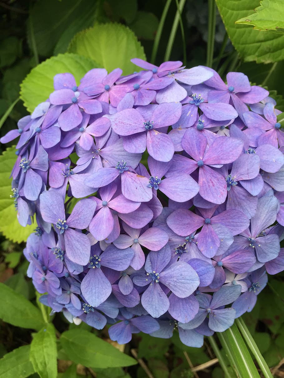 hortensias, flores, flor, púrpura, naturaleza, belleza en la naturaleza,  crecimiento, frescura, planta floreciendo, planta | Pxfuel