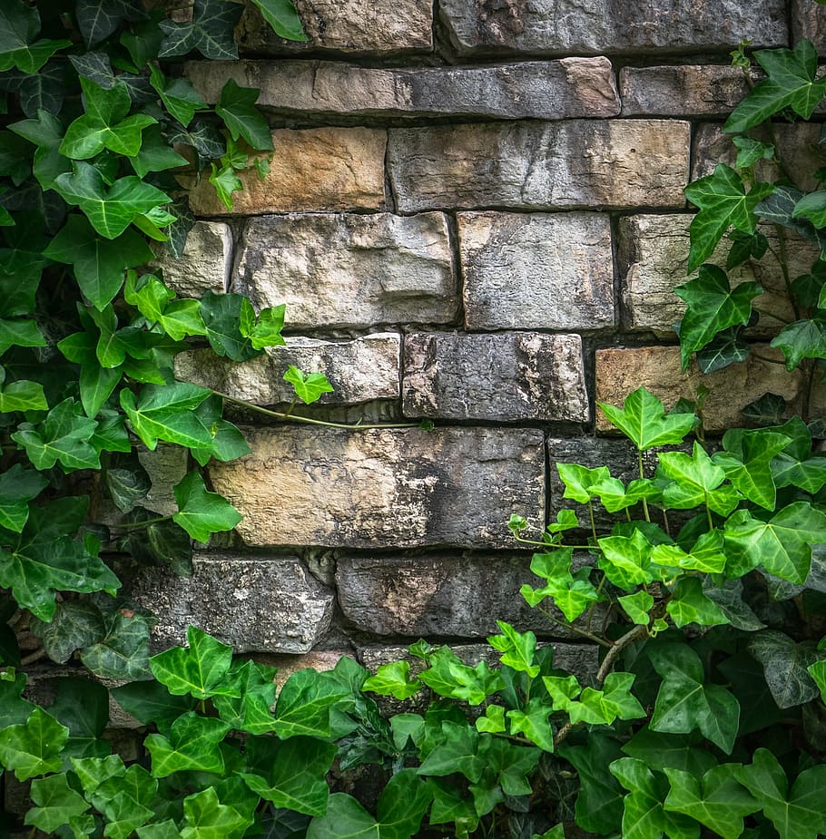 marrom, parede de tijolo, cercado, plantas de videira, hera, videira, as folhas, plantas, natureza, parede