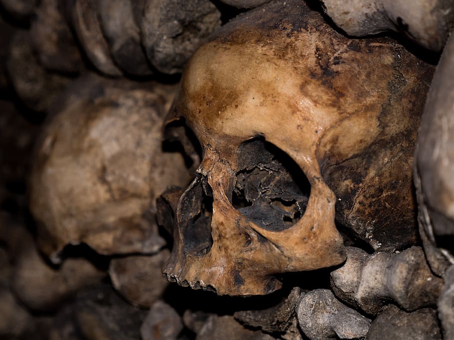 skull and crossbones, catacombs, horror, skeleton, dead, skull, skull bone, cemetery, crypt, mortal