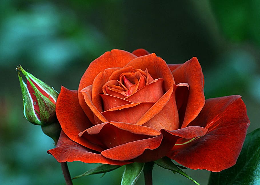 foto mawar merah, tanaman berbunga, bunga, keindahan di alam, daun bunga, tanaman, kerentanan, kerapuhan, kepala bunga, close-up