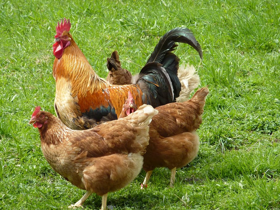 flock of chickens, hahn, chickens, gockel, farm, domestic chicken, agriculture, chicken - Bird, bird, rural Scene