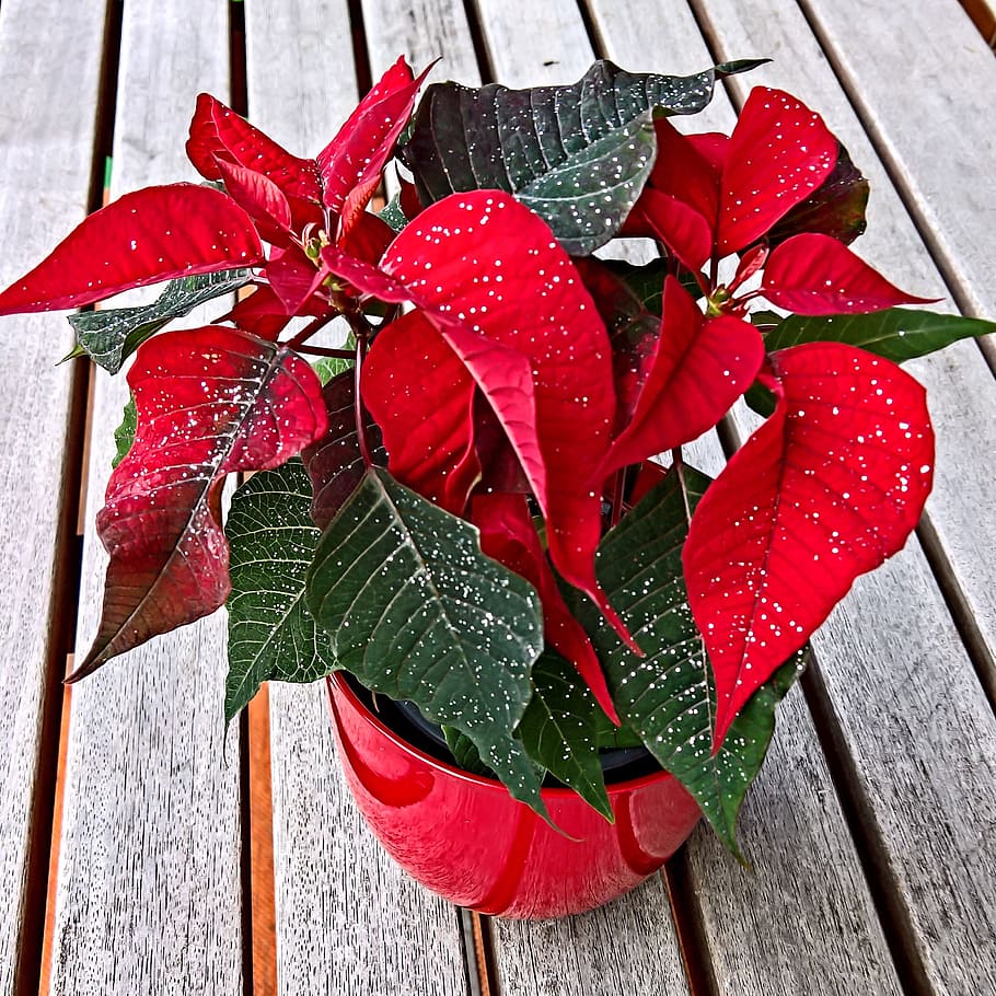 Plant, Poinsettia, adventsstern, with glittering, euphorbia pulcherrima, red bracts, flowers similar, dark green leaves deep, christmas tradition plant, bright