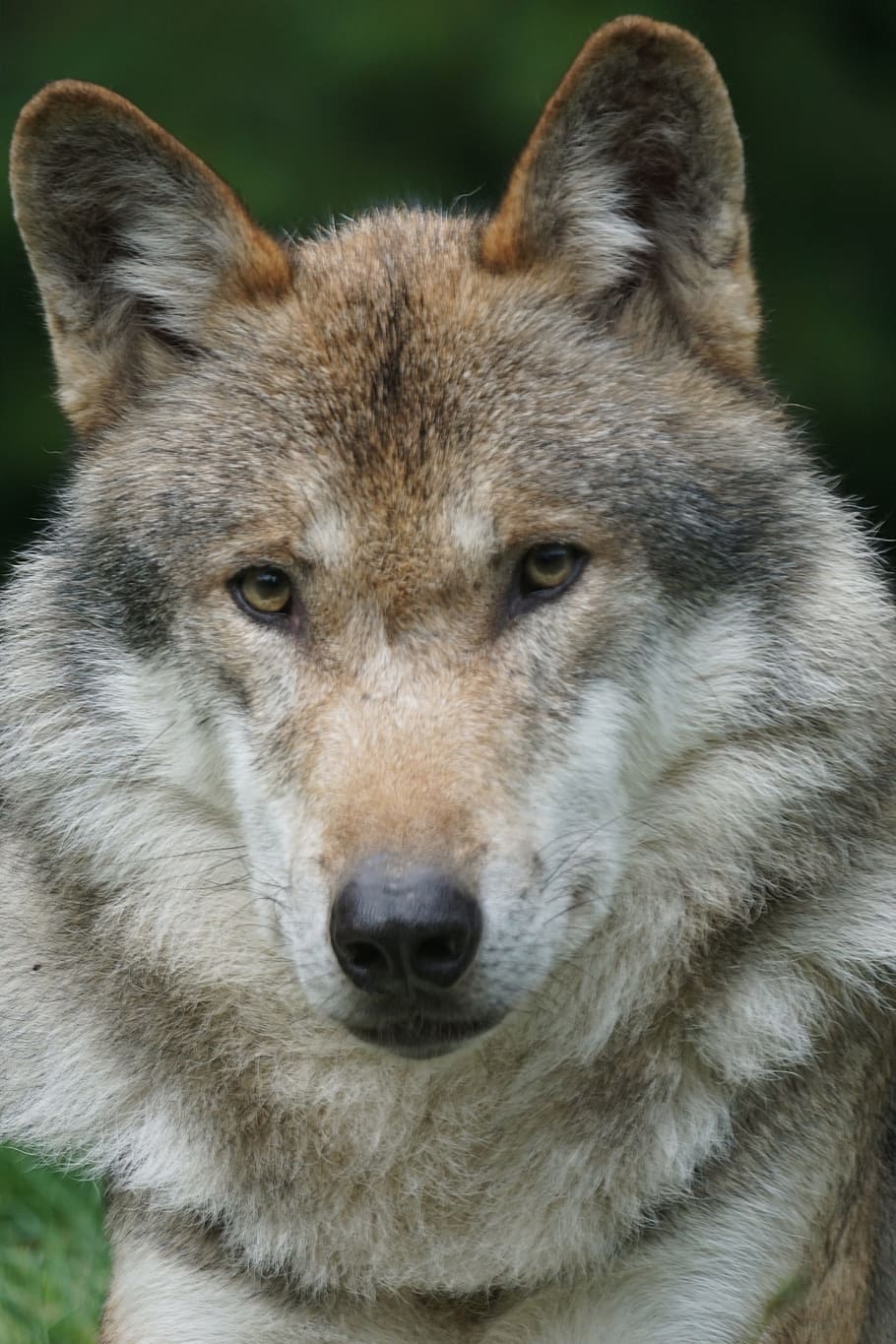 shallow, focus photography, gray, wolf, daytime, shallow focus, photography, gray wolf, predator, european wolf