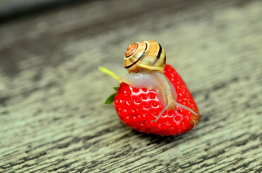 brown, snail, strawberry, tape worm, animal, reptile, shell, probe, slowly, mollusk