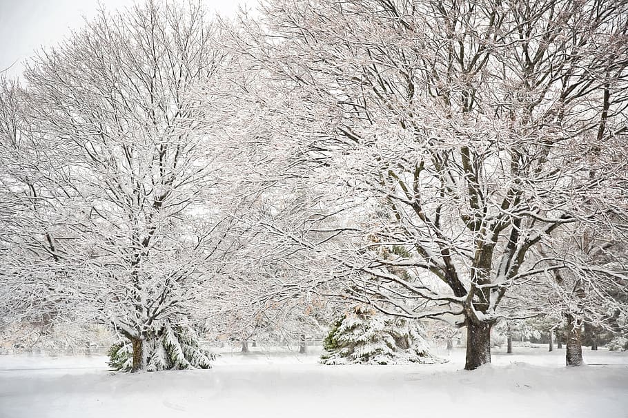 nevado, árboles, nieve, invierno, paisaje, escena, frío, invernal, blanco, navidad