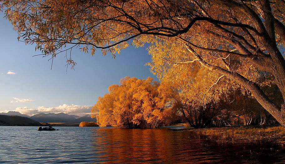 Autumn, Lake Tekapo, NZ, lake near forest, tree, water, plant, beauty in nature, sky, nature