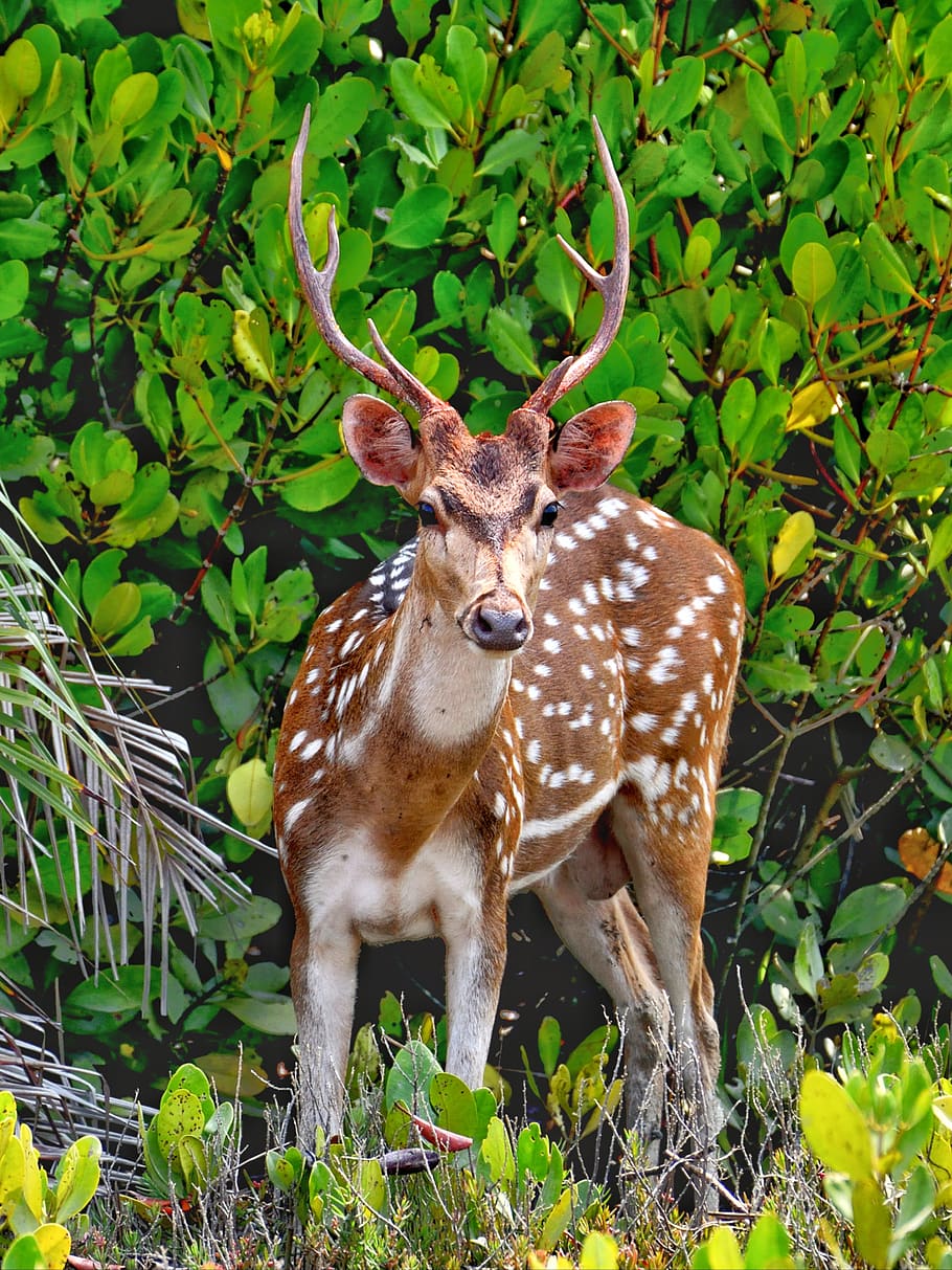 ciervo, animal, bosque, naturaleza, bangladesh, fauna silvestre, animales en la naturaleza, temas de animales, planta, mamífero