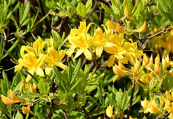 Fotos azalea amarilla libres de regalías | Pxfuel