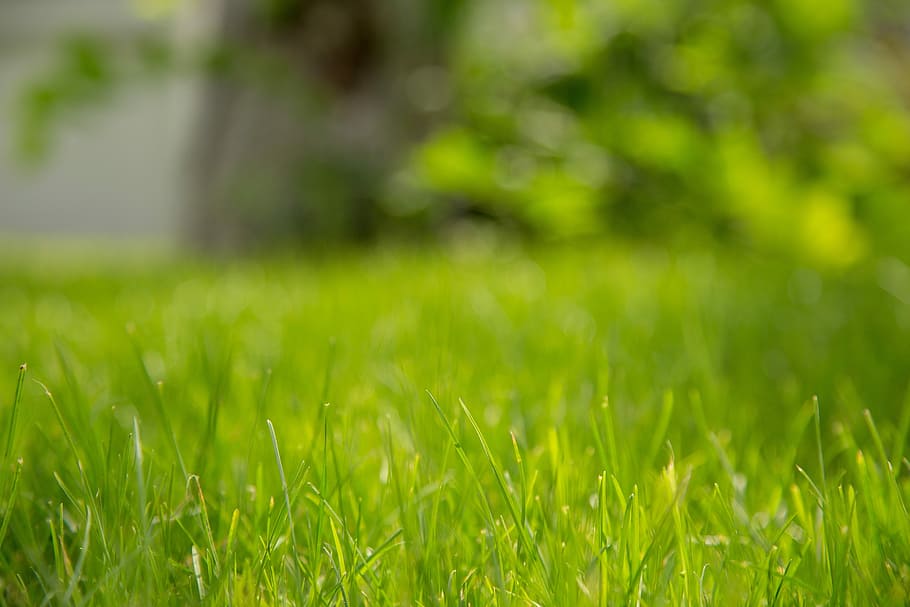 green grass field, grass, green, background, nature, natural, plant, texture, land, green color