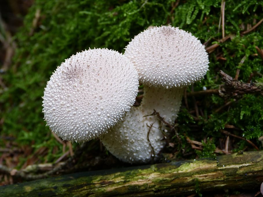 white spiked mushrooms, mushroom, bovist, mushroom dust, nature, autumn, fungus, forest, close-up, food