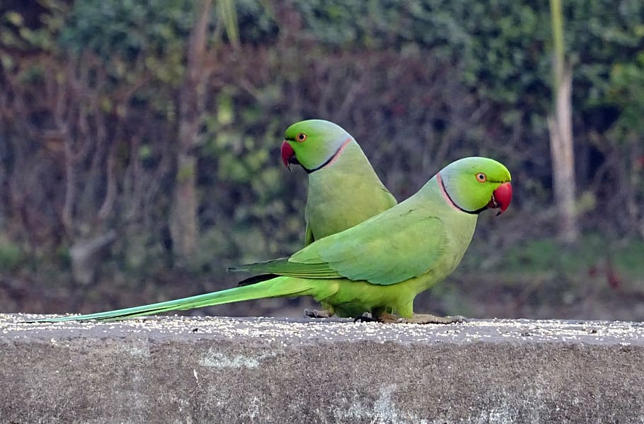 dois pássaros verdes, pássaro, periquito, verde, tropical, papagaio, fauna, periquito com anéis de rosas, psittacula krameri, periquito de pescoço anelado