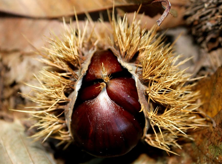 chestnut, autumn, prickly, forest floor, food and drink, healthy eating, food, close-up, chestnut - food, wellbeing