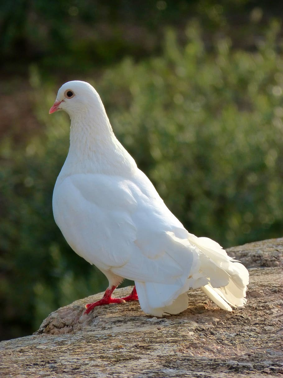 white, dove, brown, stone, white dove, brown stone, peace, paloma, white color, one animal