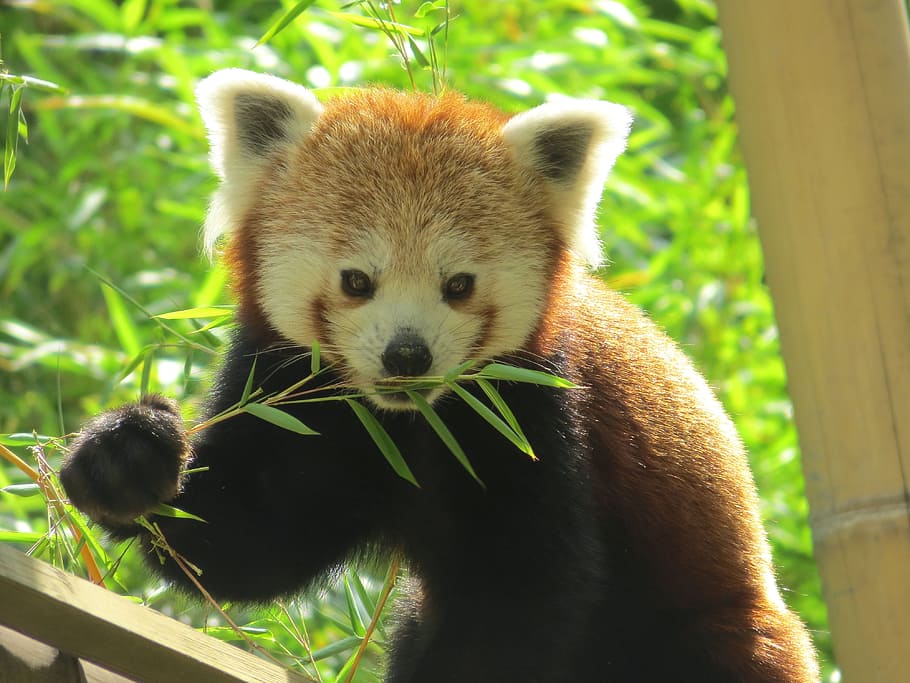 red, eating, grass, daytime, Panda, Roux, Animal, Cute, Bamboo, Asia