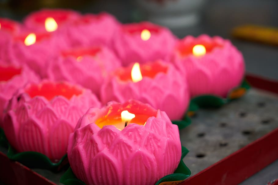 lighted tealight candles, candle, oil lamp, prayer, temple, culture, pink, buddhist, buddhism, photography