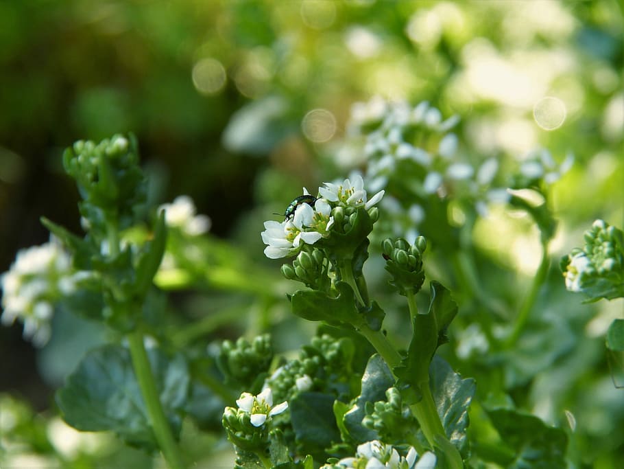 selectivo, foto de enfoque, verde, escarabajo, blanco, flor de pétalos, hierba de cuchara bávara, cochlearia bavarica, páramo, bach