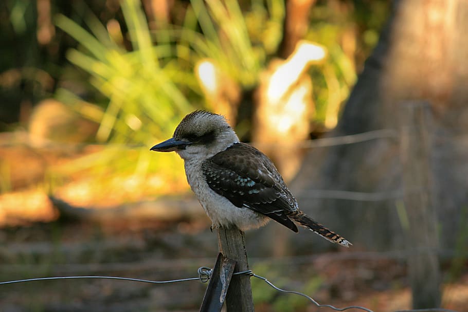 bird, kookaburra, australia, nature, perched, wildlife, wild, outdoors, one animal, animal