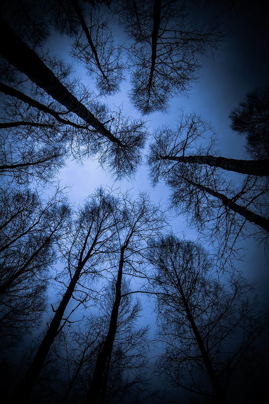 silhouette trees, low, angle shot, wood, from top to bottom, birch, birch trees, top, branches, darkness