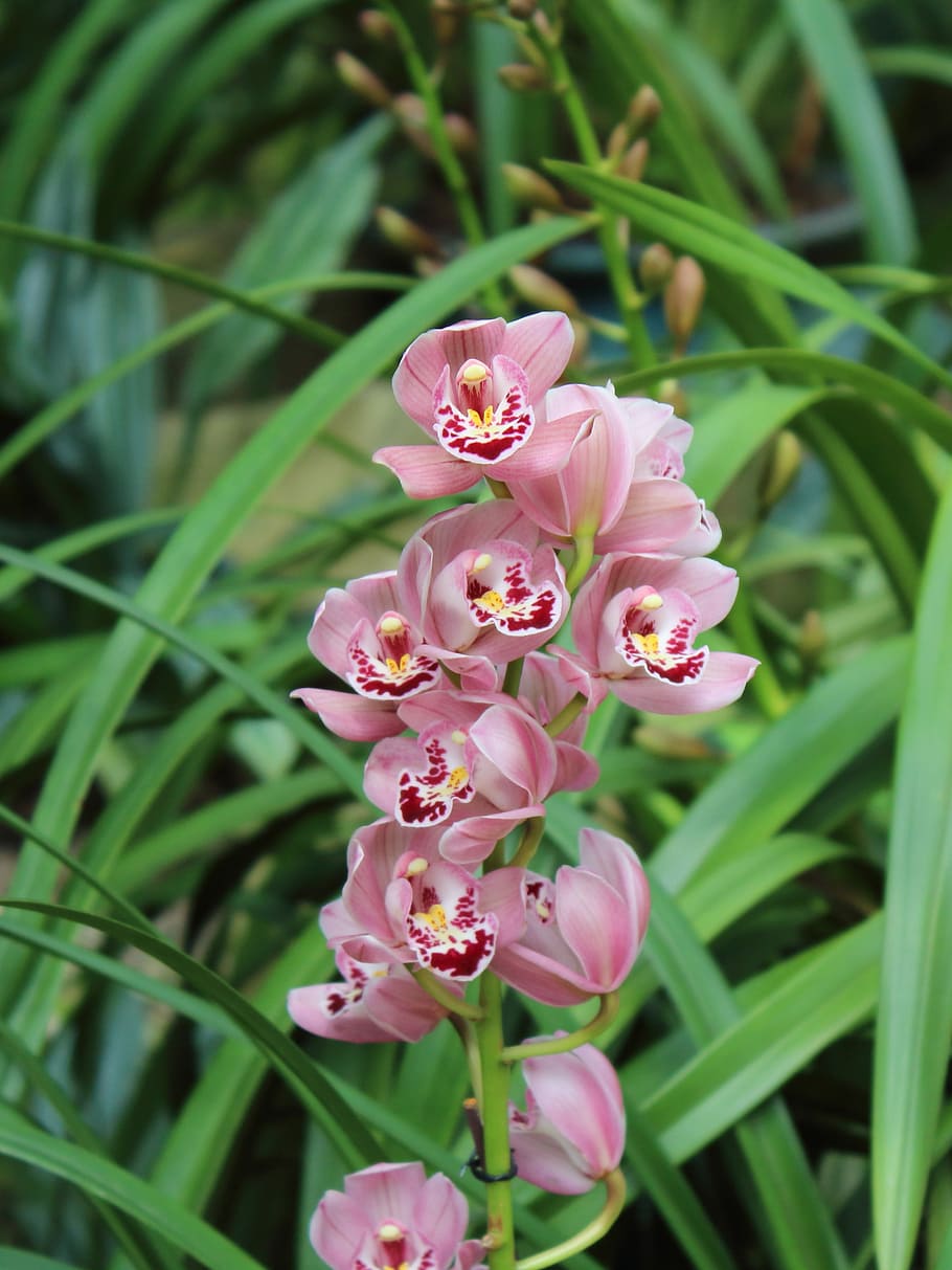 Orquídea, flor, primavera, naturaleza, planta, pétalo, cabeza de flor, color rosa, primer plano, botánica