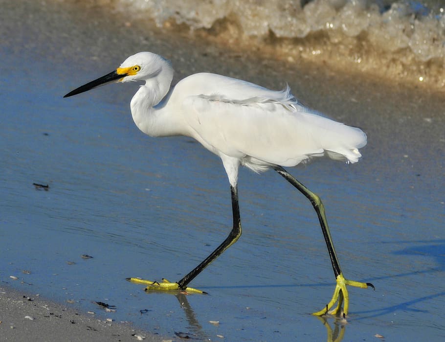 white, bird, walks, shore, snowy egret, birds, wading birds, nature, wildlife, snowy