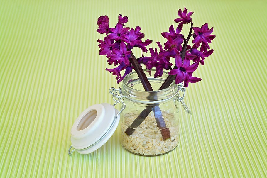 hyacinth-flower-flowers-violet.jpg