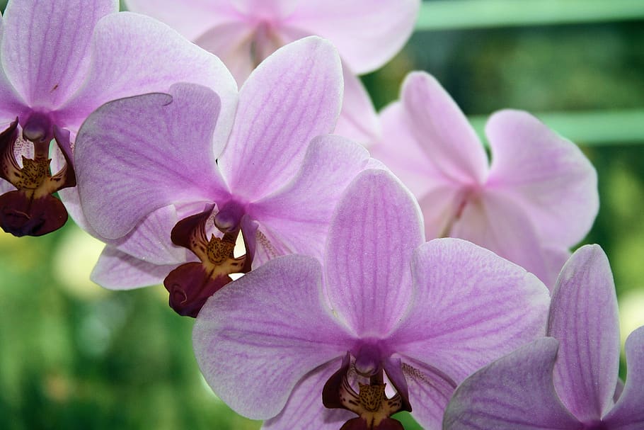 orchis, macro, naturaleza, floreciente, orquídea, primer plano, sala de flores, flor oriental, nitidez, planta