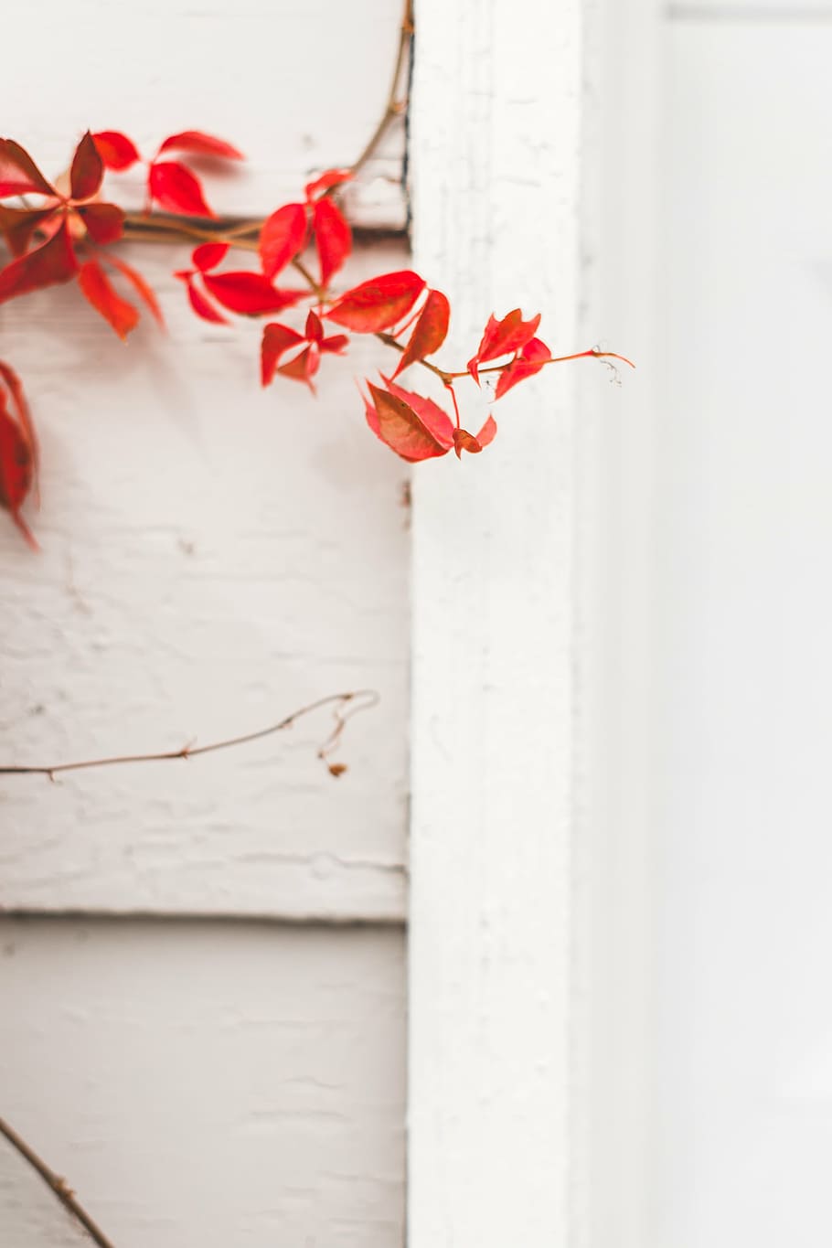 red, plant, white, wooden, wall, leaf, near, painted, leaves, house